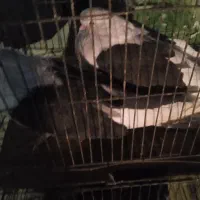 سیاه.پشدار|پرنده|جیرفت, |دیوار