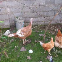 بوقلمون|حیوانات مزرعه|رشت, امین الضرب|دیوار