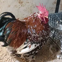 مرغ اورپینگتون-خروس کوشین|حیوانات مزرعه|تاکستان, |دیوار