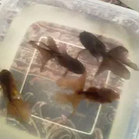 گلدفیش بلک بوفالو