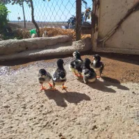 جوجه گلین اصل|حیوانات مزرعه|نظرآباد, مصطفی آباد|دیوار