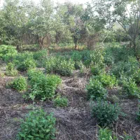 تحویل و نگهداری باغ چای 3000متری