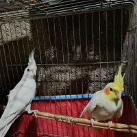 فروش عروس هلندی آلبینو و لوتینو