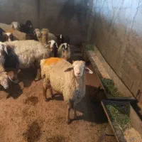 گوسفند زنده قصاب مجرب ارسال رایگان|حیوانات مزرعه|فردوسیه, |دیوار