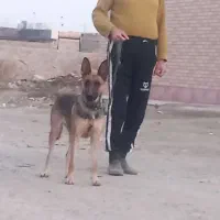 سگ ژرمن مالینویز ماده یکسال و نیمه|سگ|چهارباغ, |دیوار