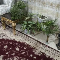 گل خونگی|گل و گیاه طبیعی|اسدآباد, |دیوار