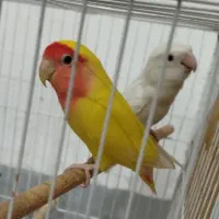 طوطی کوتوله