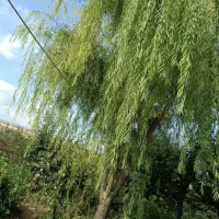 باغ و ویلا در روستای آلوچ|فروش خانه و ویلا|مشگین شهر, |دیوار