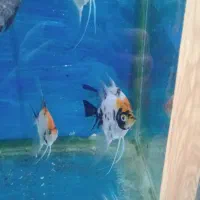 آکواریوم مولوی|ماهی|اصفهان, شاهد|دیوار