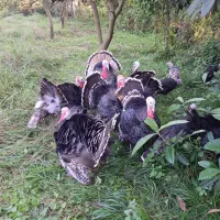 بوقلمون درشت نر ماده