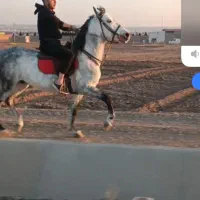 اسب ۷ساله|اسب و تجهیزات اسبسواری|مرند, |دیوار