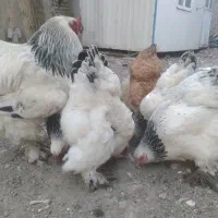 تخم مرغ نطفه دار نژاد برهما|حیوانات مزرعه|هشتگرد, تهران دشت|دیوار