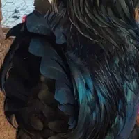 تخم مرغ نطفه دارمرندی موجودهست