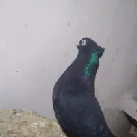 سالم و بدون هیچ ایرادی