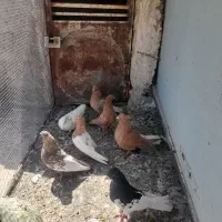 کفتر بهبهانی|پرنده|شیراز, شهرک بهار|دیوار