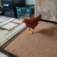 جوجه مرغ سالم و زرنگ