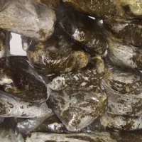 سبزی پخت  کیلوی ۱۱۰تومن ویخجال وفرزه هم۳۰تومن|خوردنی و آشامیدنی|مسجد سلیمان, |دیوار