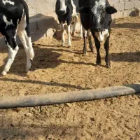 ۱۱ .راس .گوساله.نر|حیوانات مزرعه|شیراز, درکی|دیوار