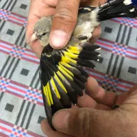 سهره|پرنده|ملکآباد, |دیوار