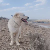 گم شده