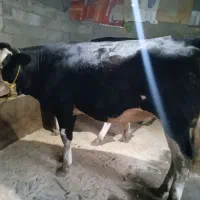 حیوانات گاو