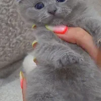 بازیگوش های خوشگل|گربه|سنندج, |دیوار