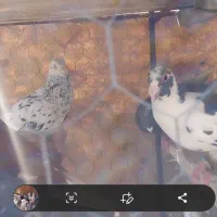 50 عدد کفتر پرشی ضد و خوردی|پرنده|عطاملک, |دیوار