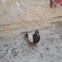 کبوتر سینه سیاه ماده