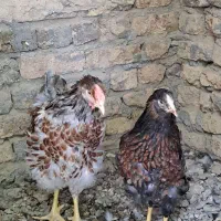 مرغ ویاندوت