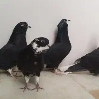 کبوتر دم سفید|پرنده|فولادشهر, A2|دیوار