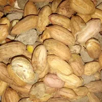 بادام زمینی