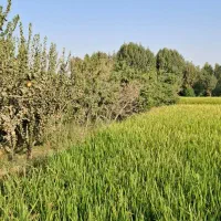 ۱۰۰۰ متر باغ در منطقه پیربکران نقدی یا معاوضه|فروش زمین و ملک کلنگی|اصفهان, شفق|دیوار