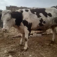 گاو شکم دوم