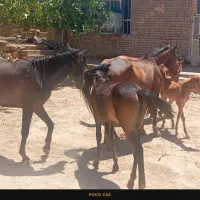 مادیون|اسب و تجهیزات اسبسواری|خرمآباد, |دیوار