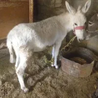 کره خر سالم و سرحال