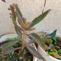 گلها|گل و گیاه طبیعی|میانه, |دیوار