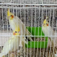 عروس لوتینو خانگی|پرنده|کاشان, گبرها|دیوار