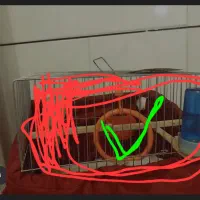 تاب برای قفس