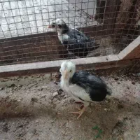 جوجه گلین