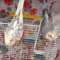 عروس هلندی بالغ