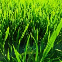 تخم چلتوک درجه یک شرطی ادرس عرب حسن آماد کاشت