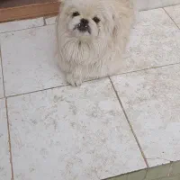 سگ نرپیکنیز شناسنامه دار|سگ|اصفهان, باغ نگاره|دیوار