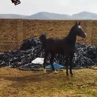 مادیون  مشکی