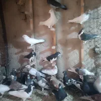 دسته کفتری|پرنده|شیراز, سهلآباد|دیوار