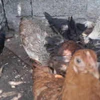 تعدادی جوجه ۳ماهه