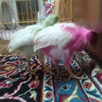 جوجه خروس