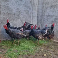 بوقلمون محلی|حیوانات مزرعه|کرج, اخگرآباد|دیوار