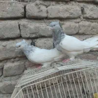 کله ای