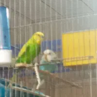 یک جفت مرغ عشق با سه جوجه