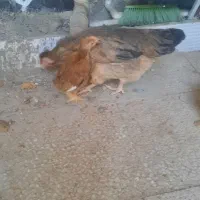 فروش مرغ محلی
